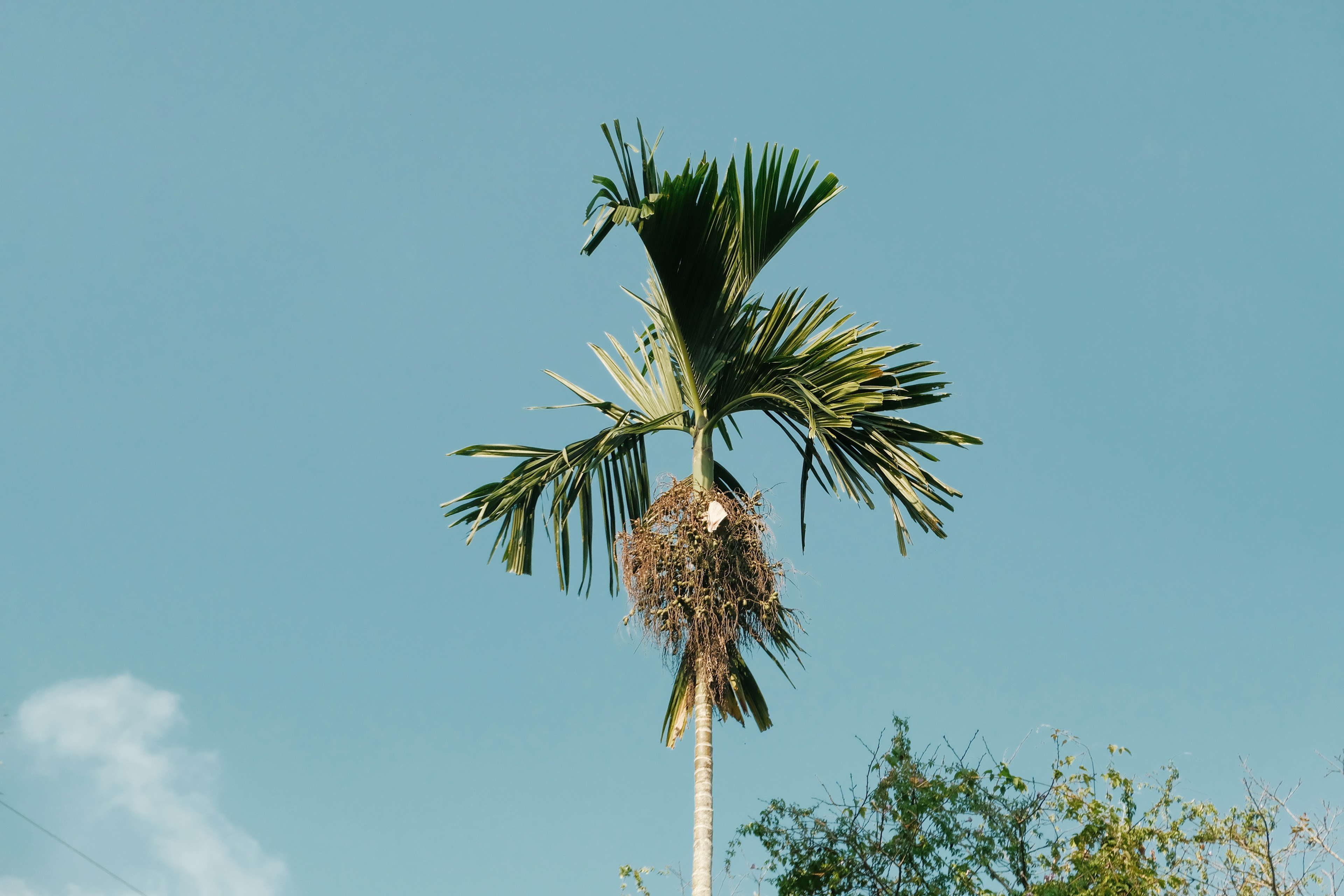 Arecanut (Adike / Betel Nut)